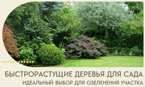 Быстрорастущие деревья для сада идеальный выбор в Куйбышеве