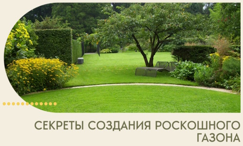 Секреты создания роскошного газона в Куйбышеве